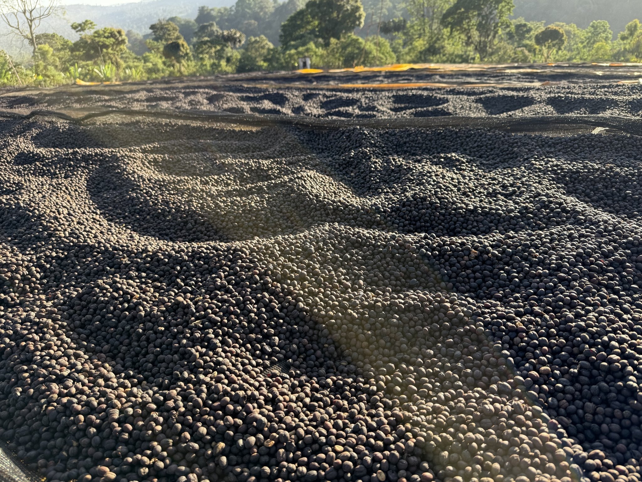 Whole cherry drying 15 to 19 days on African raised beds at Chelbesa