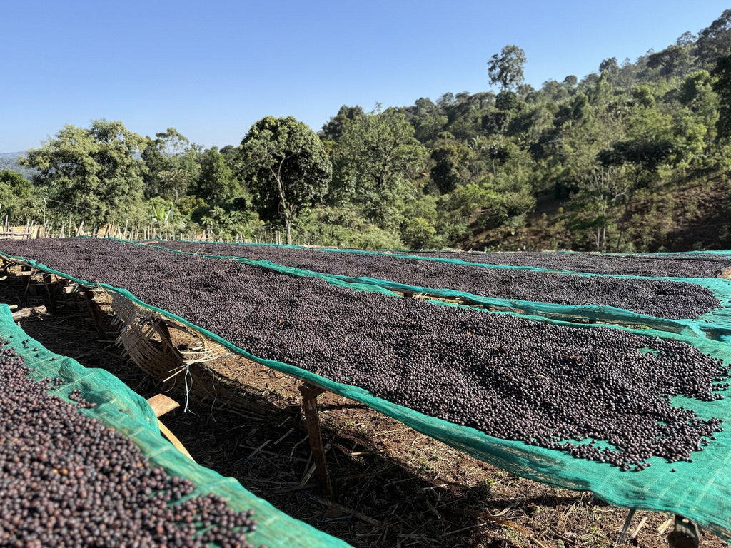 Rows of natural-process coffee drying at Chelbesa, Gedeb