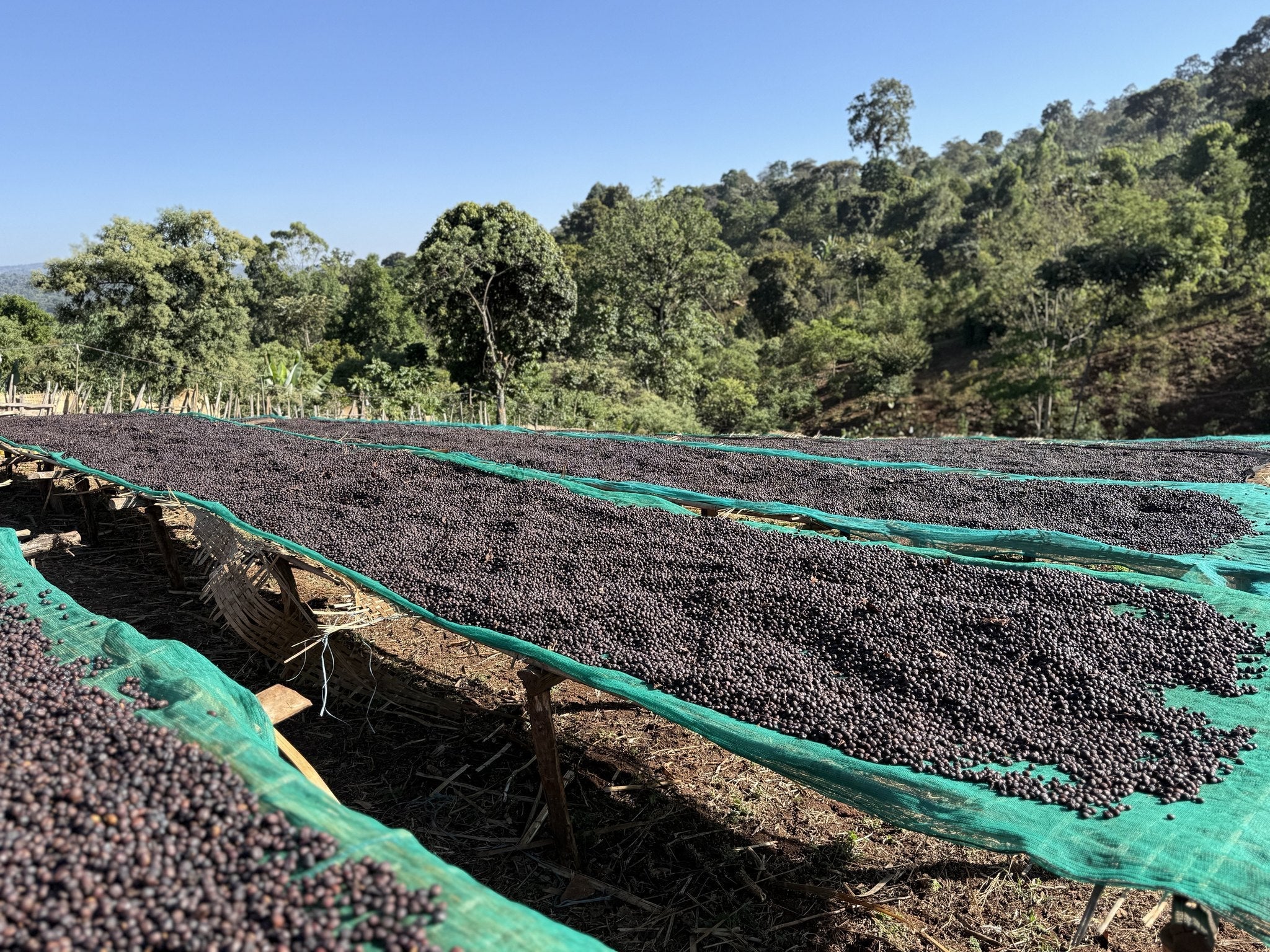 Rows of natural-process coffee drying at Chelbesa, Gedeb