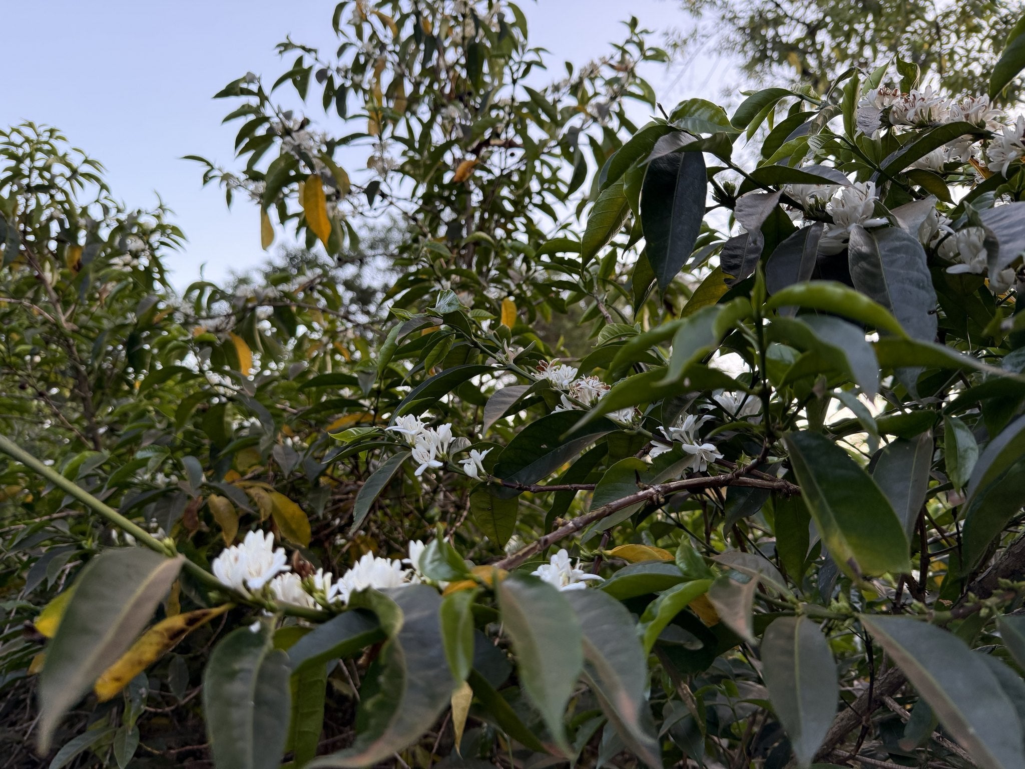 Coffee blossom in the semi-forest around Worka Chelbesa