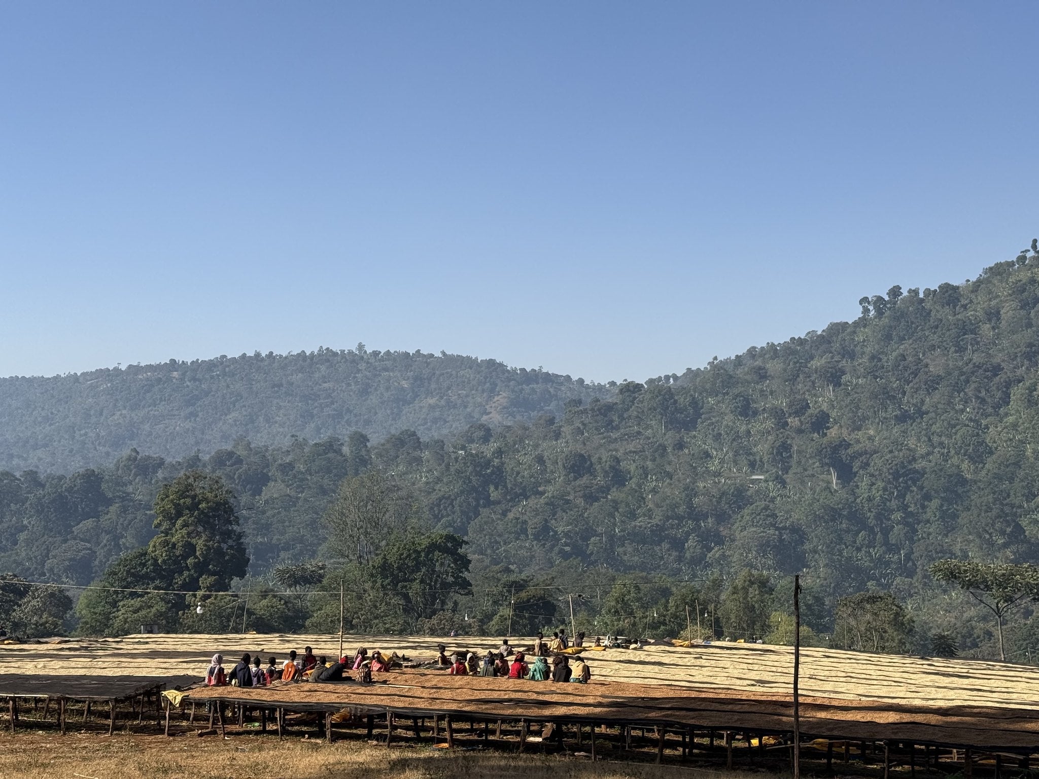 The Chelbesa wet mill and drying beds, Gedeo Zone