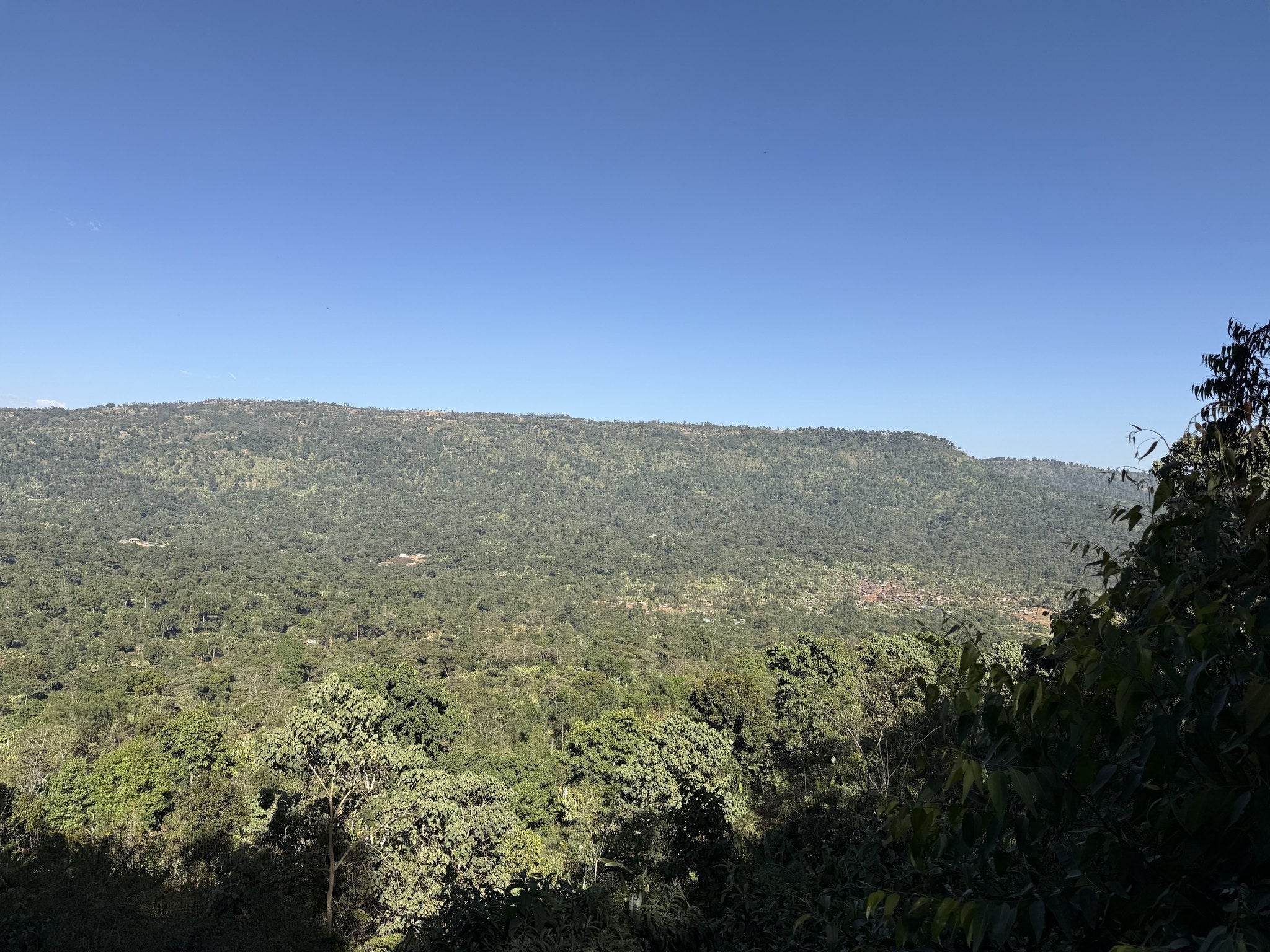Semi-forest hills above 2,100 metres around Danche, Gedeb
