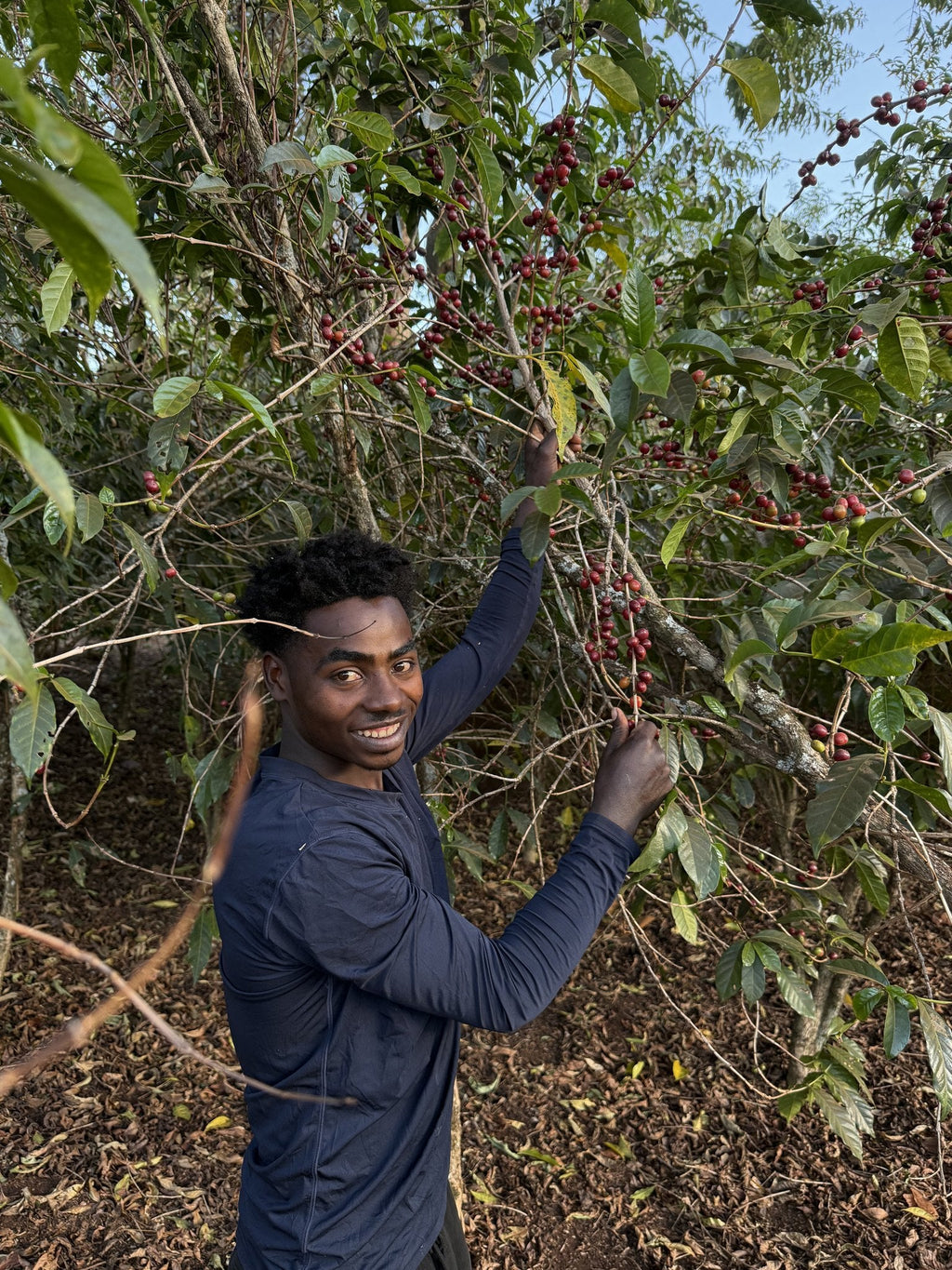Picking ripe cherry from shade-grown trees near Danche