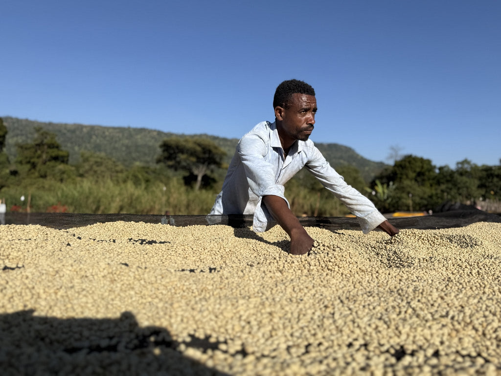 Worker spreading parchment on the drying beds at Chelbesa