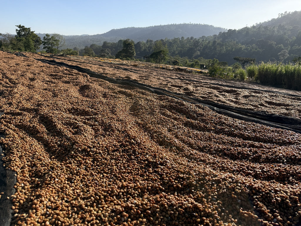 Red honey process coffee drying on raised beds at Danche, Chelbesa