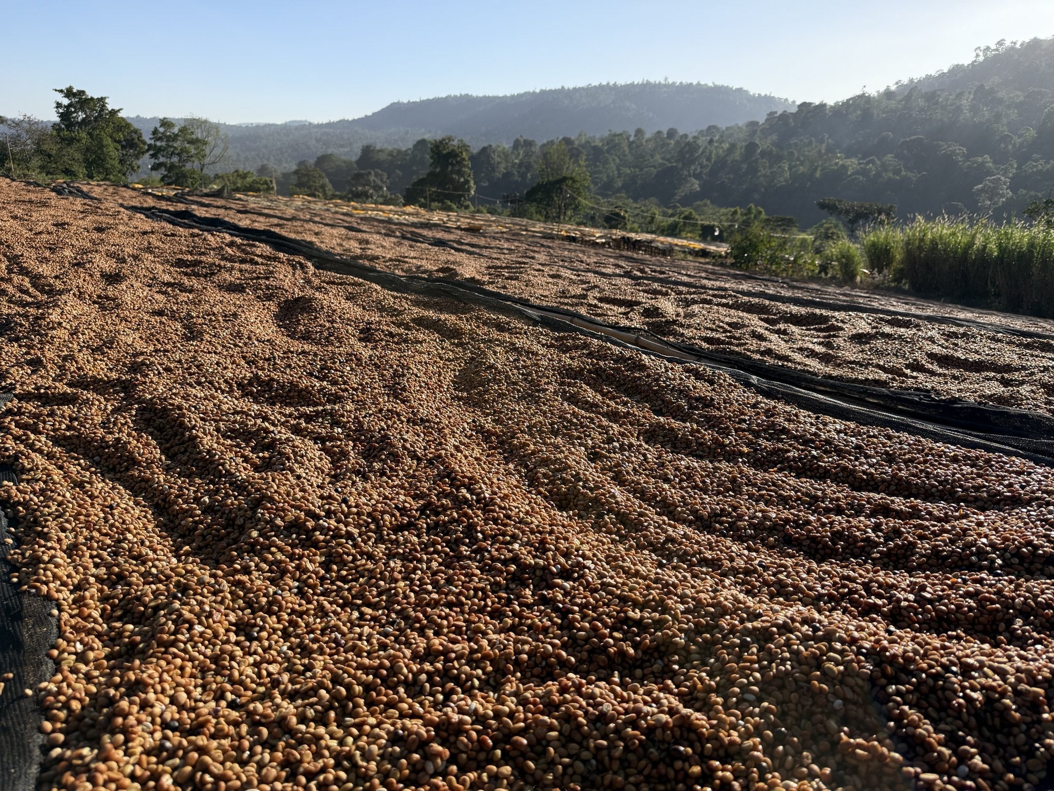 Red honey process coffee drying on raised beds at Danche, Chelbesa