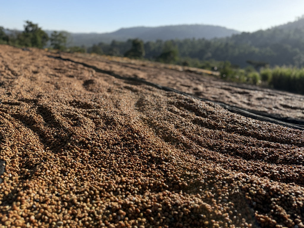 Honey-processed parchment drying at the Danche washing station