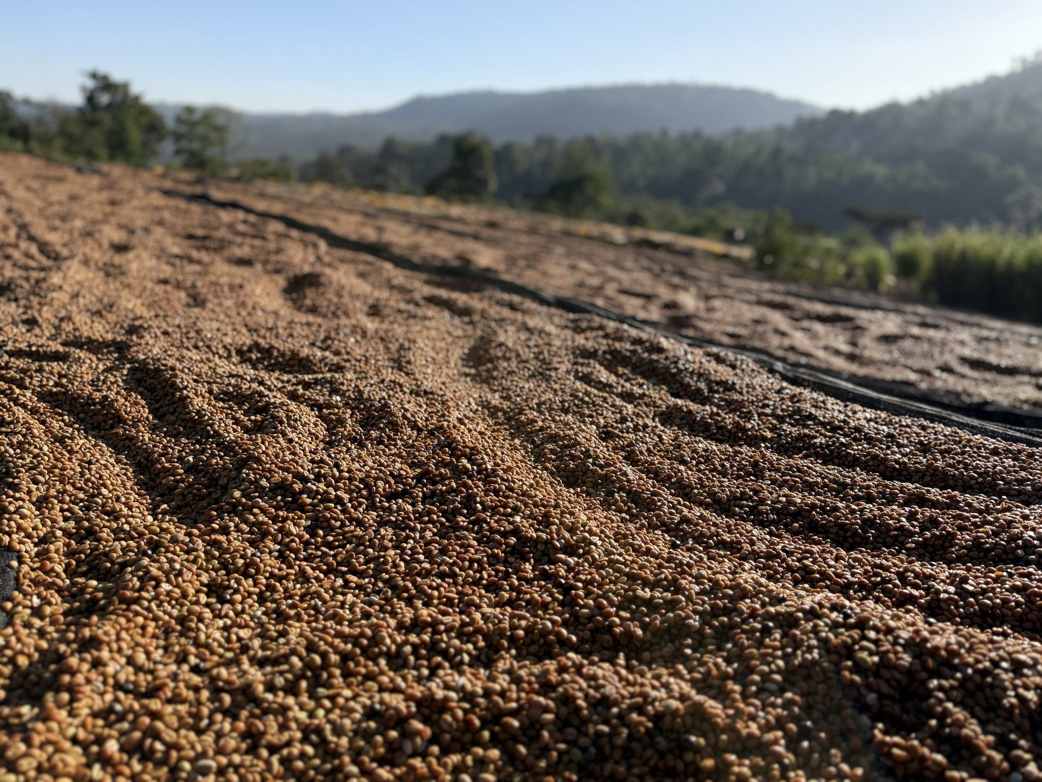 Honey-processed parchment drying at the Danche washing station