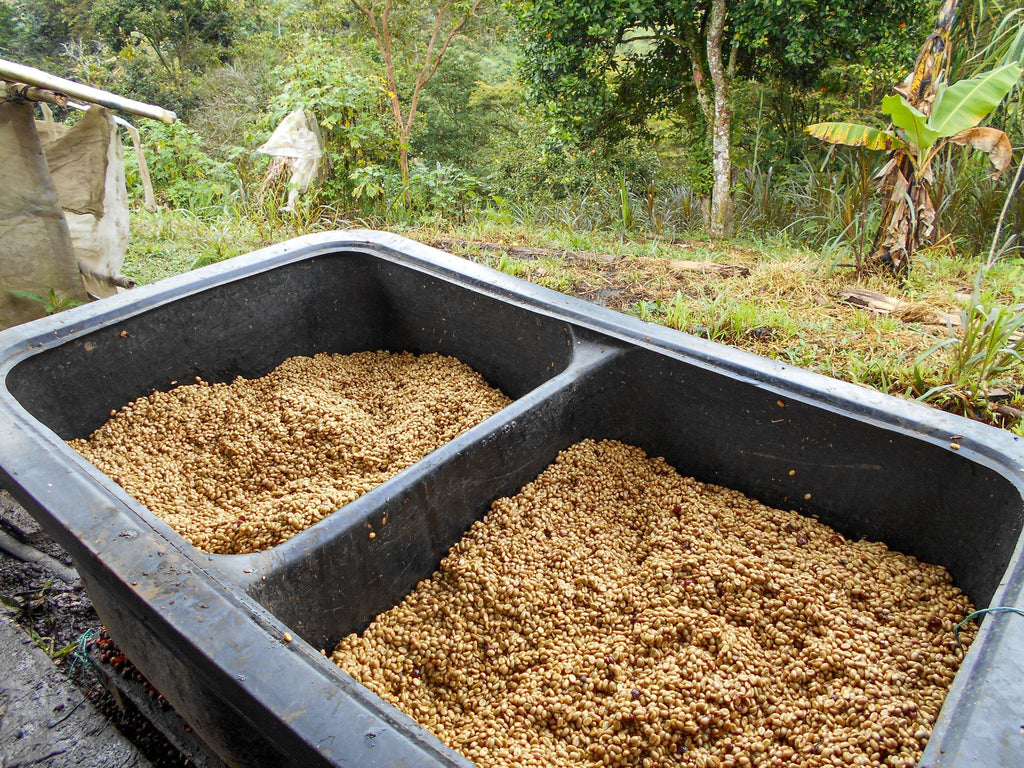 Finca Patio Bonito - Wush Wush Natural