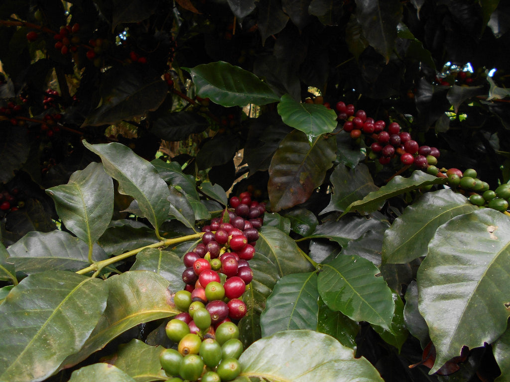 Colombia | Patio Bonito | Paola Trujillo | Sidra Washed | Signature Series