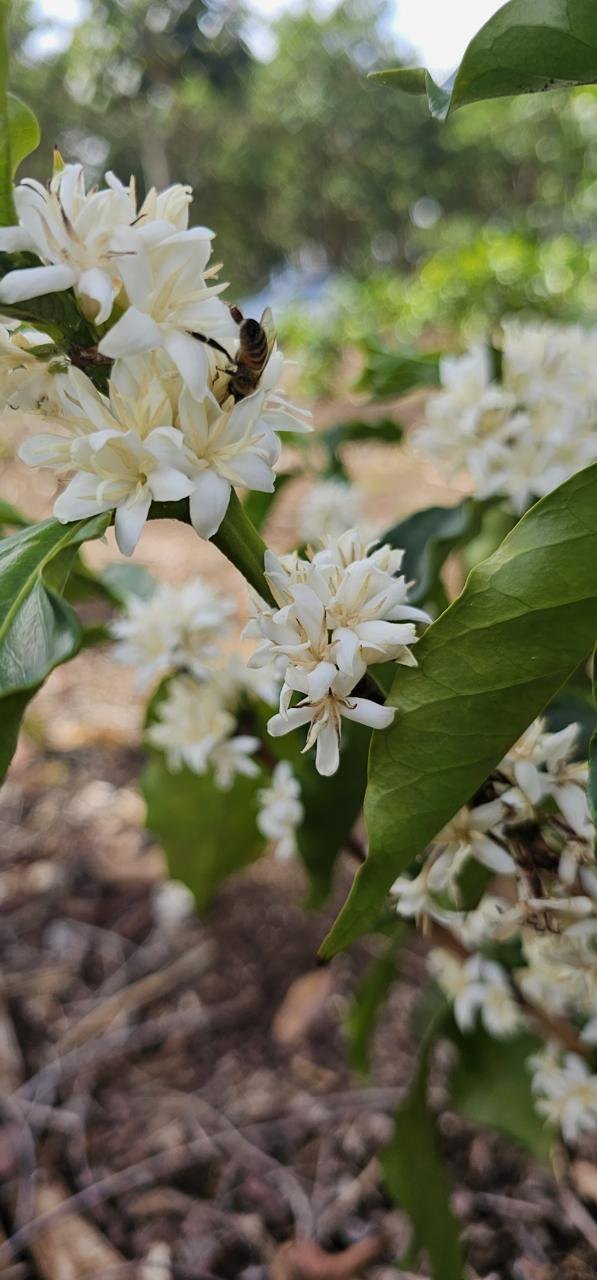 Coffee blossom at Brumas del Zurqui
