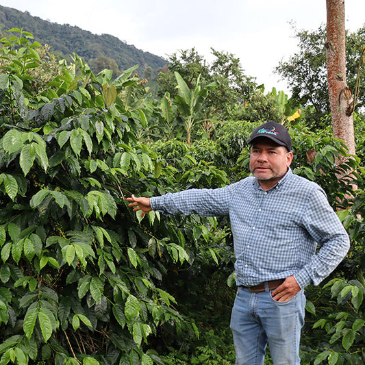 Colombia | La Divisa | Diofanor Ruiz | Papayo Natural