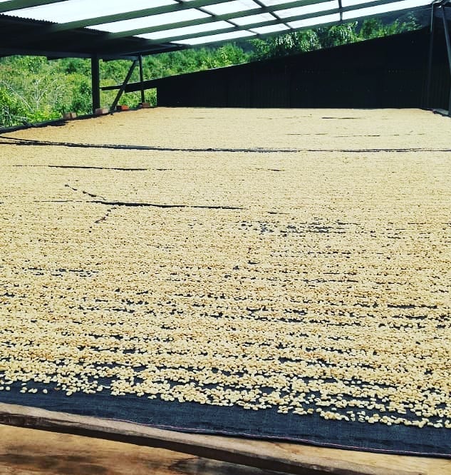 Peru | El Cacao | María Magdalena Yaxahuanca | Geisha Washed Organic