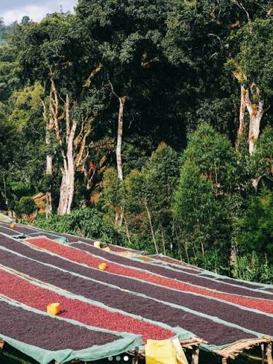 Ethiopia | Sidamo Mewa | Heirloom Natural Grade 1