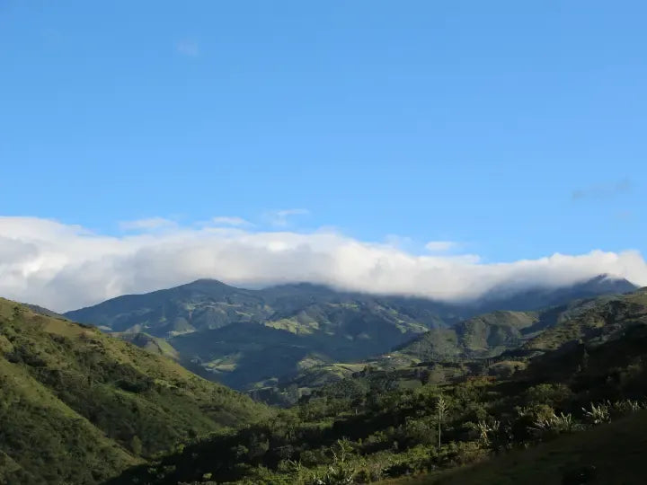 Colombia | Los Rosales | Caturra Washed AAA