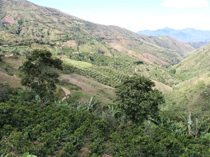 Colombia | Los Rosales | Caturra Washed AAA