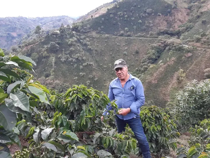 Colombia | Los Rosales | Caturra Washed AAA