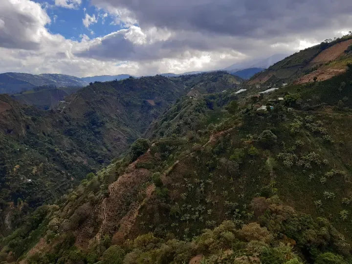 Colombia | Los Rosales | Caturra Washed AAA