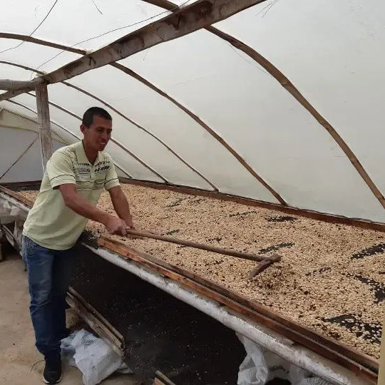 Colombia | Los Rosales | Caturra Washed AAA