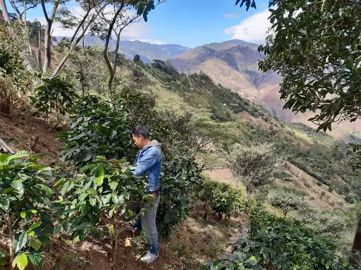 Colombia | Los Rosales | Caturra Washed AAA