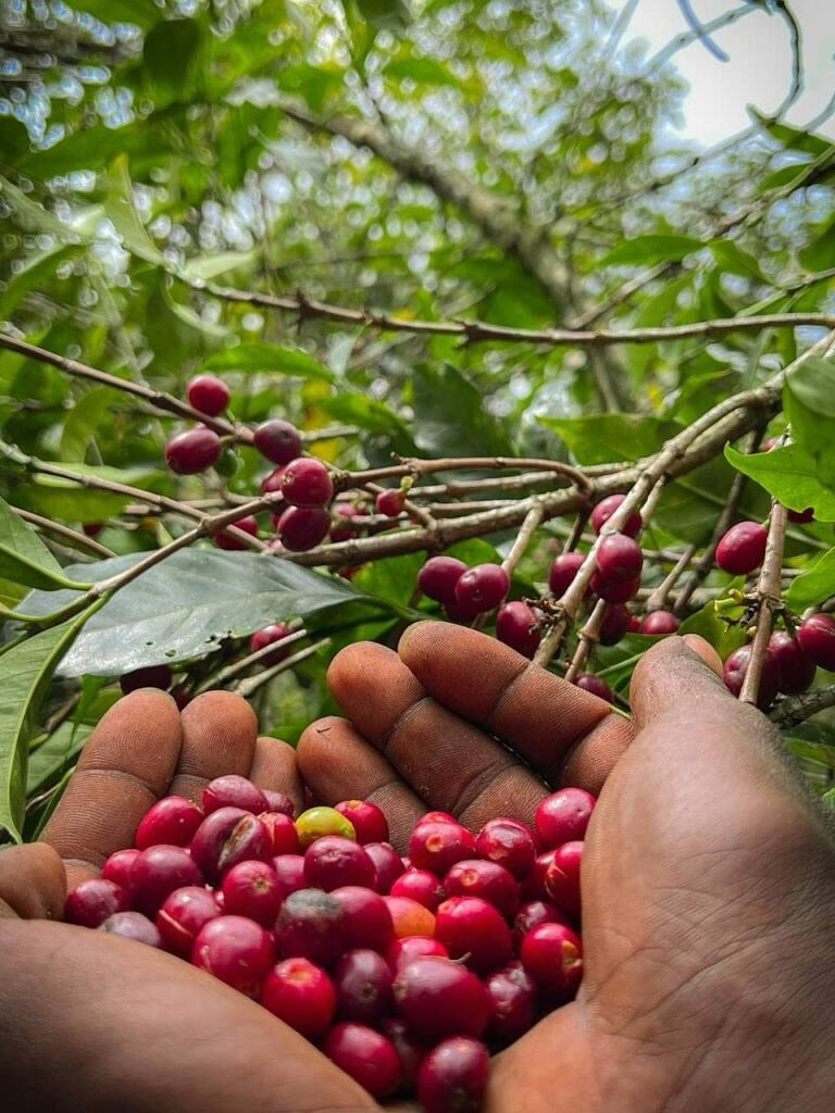 Ethiopia | Yirgacheffee Danche | Heirloom Red Honey G1