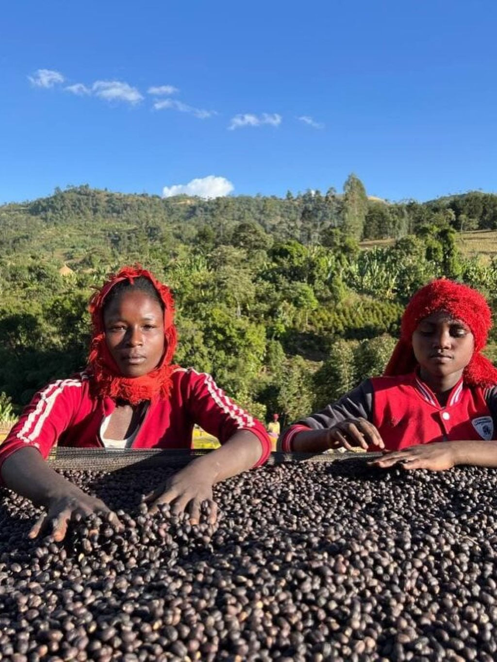 Ethiopia | Yirgacheffee Danche | Heirloom Red Honey G1