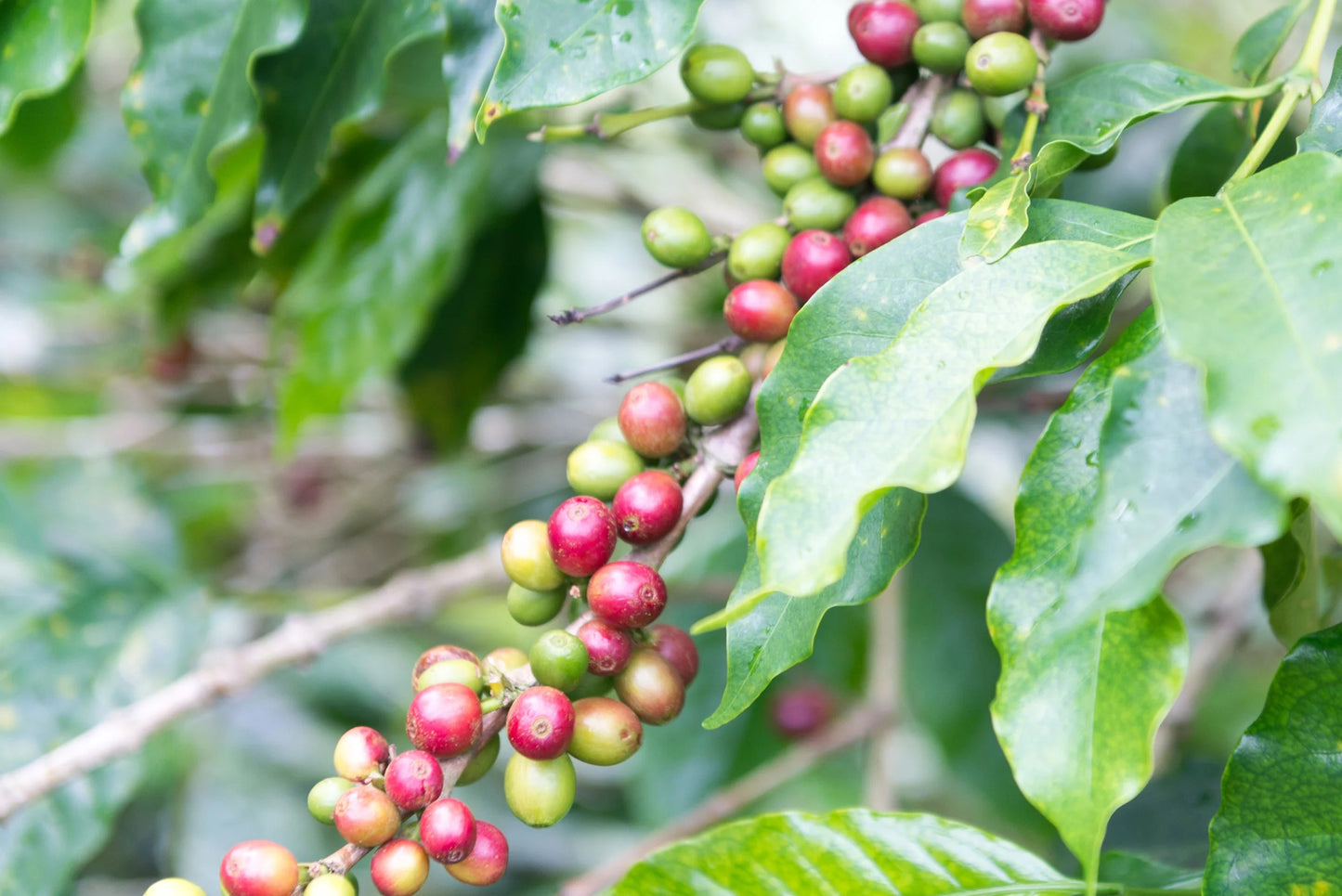 Colombia | La Divisa | Diofanor Ruiz | Papayo Natural