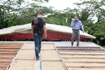 Colombia | La Divisa | Diofanor Ruiz | Papayo Natural