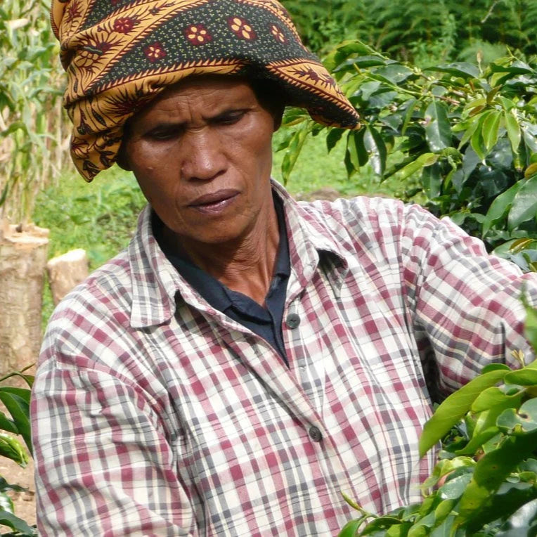 Indonesia | Mandheling | Typica/Bourbon/Caturra/Catimor Wet Hulled Grade 1