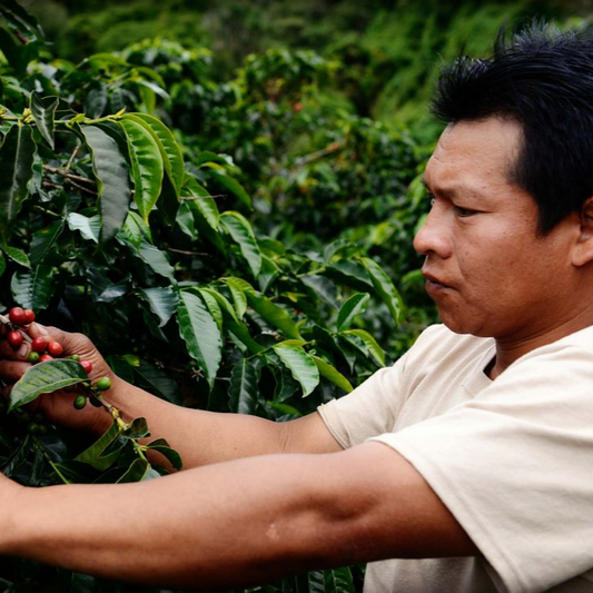 plantas-1024x731_97cef333-5448-4593-994d-752b3f6dd9ca.png