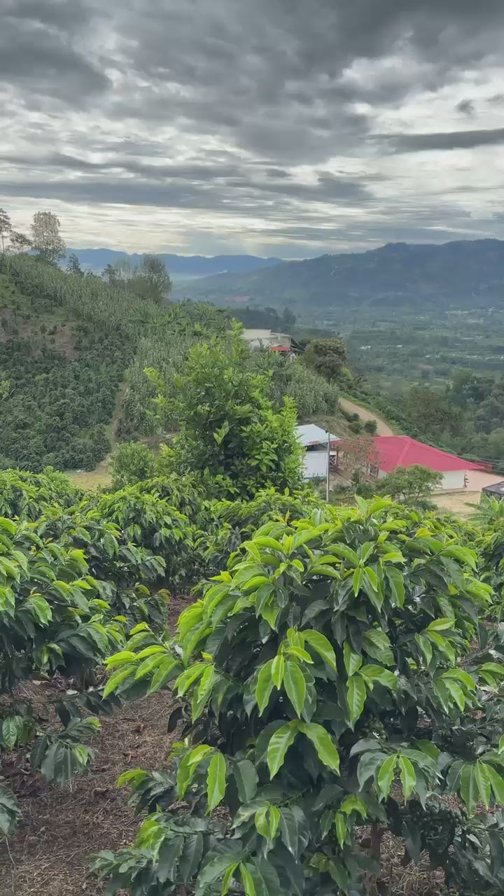 Colombia | Zarza | Jonathan Gasca | Pacamara Natural (Tropical Fruit Forward Lush) | Signature Series