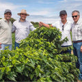Brazil | Fazenda Bom Jardim | Mundo Novo, Topázio, IBC 12 Washed