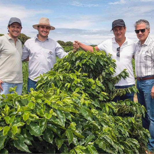 Brazil | Fazenda Bom Jardim | Mundo Novo, Topázio, IBC 12 Washed