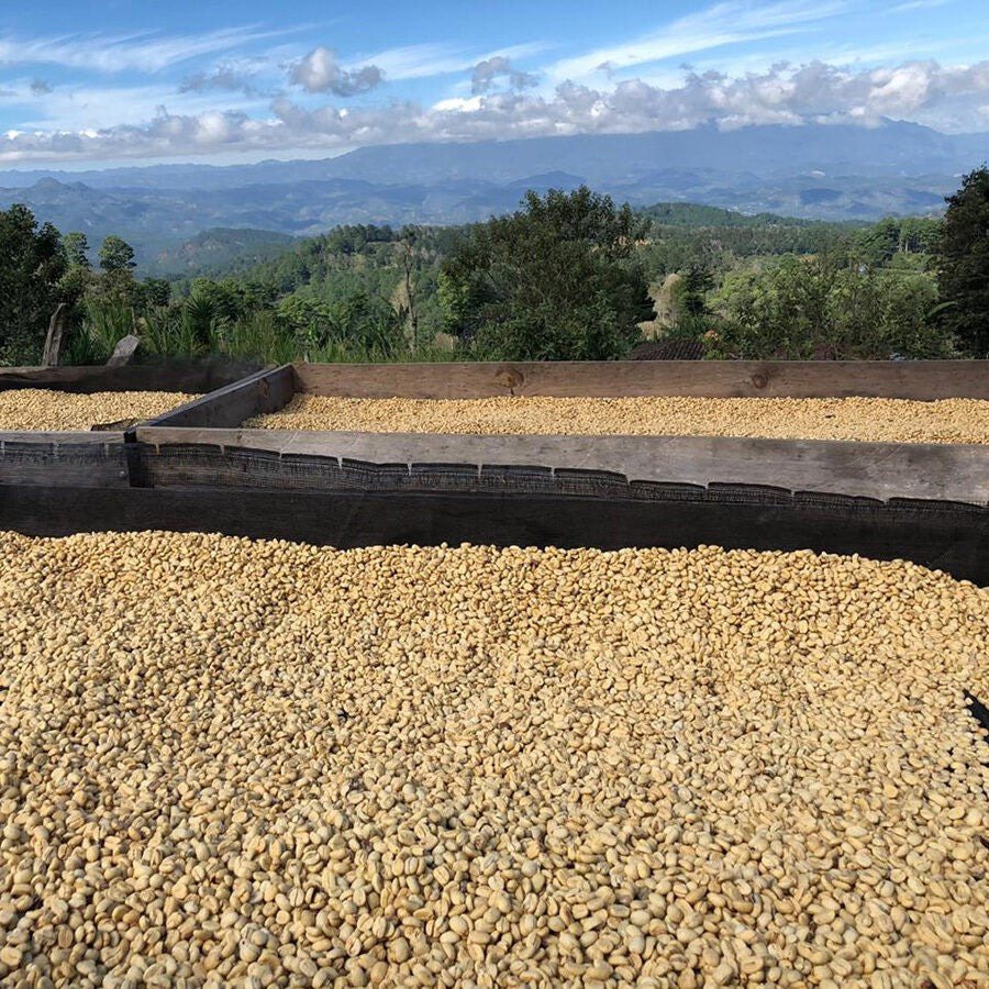 Honduras_DryingParchment_1200x900_646617d5-c8bb-46c5-921f-4861aef659df.jpg