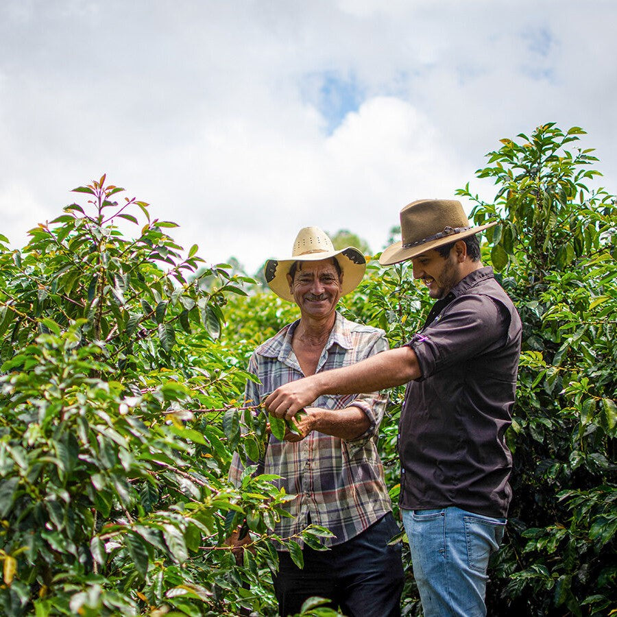 Honduras_InspectingCoffeePlant_1200x900_b8b1681f-3a77-41de-b640-495f94c9d25a.jpg