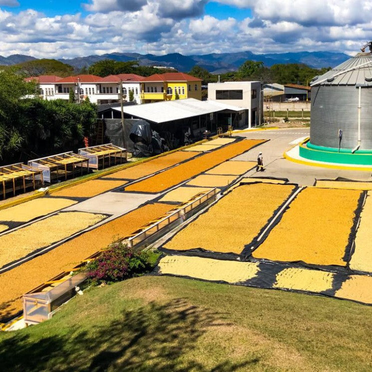 Honduras_PlantDrying_1024x768_72930fa5-f740-4a47-ae9c-58d83c17029e.jpg