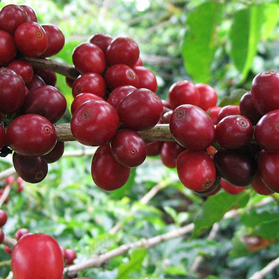 Kenya Kiganjo AA Microlot
