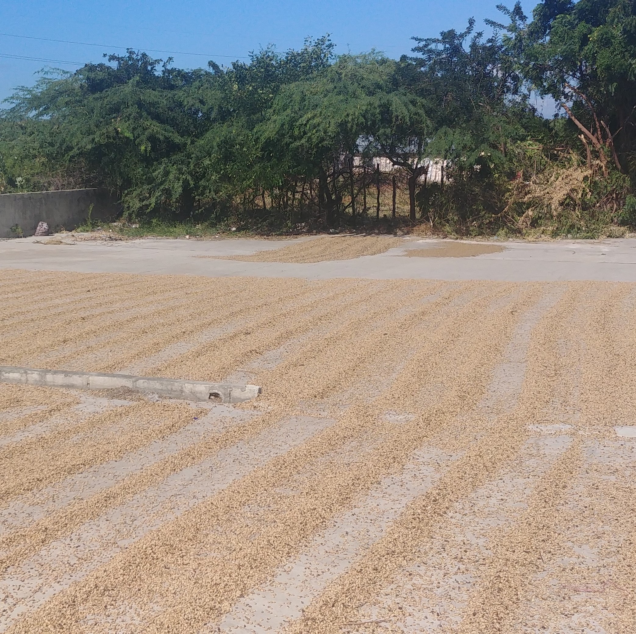 do-drying-parchment-2021.jpg